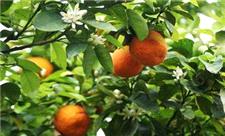 شیراز ، سرشار از شمیم خوشبوی بهار نارنج