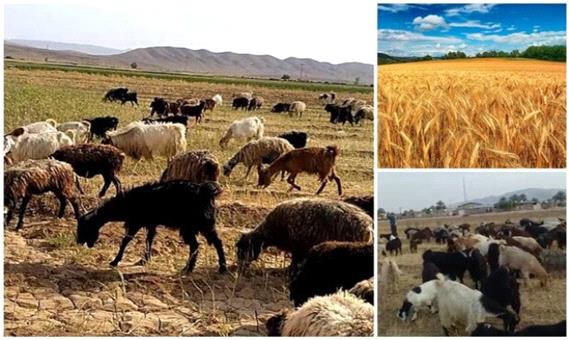 مزارع گندم خوراک دام شد /گندمی که برای کشاورزان نان نشد