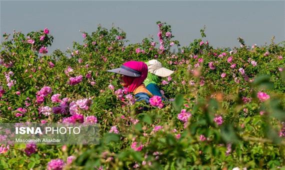 گردشگری کشاورزی؛ راهی برای رونق اقتصادی