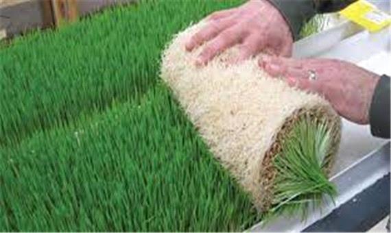 تولید علوفه سبز به روش جدید در مرودشت
