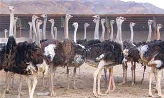 تولید 90 تُن گوشت شترمرغ در اقلید