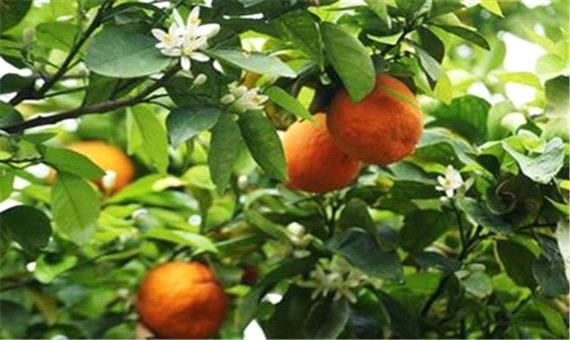 شیراز ، سرشار از شمیم خوشبوی بهار نارنج