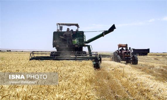 کاهش تولید گندم در شیراز