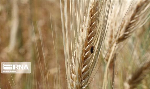 برداشت گندم در شیراز 30 هزار تن کاهش خواهد داشت