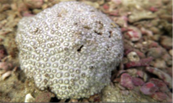 شناسایی یک گونه جدید مرجان سخت در آب‌های جزیره کیش
