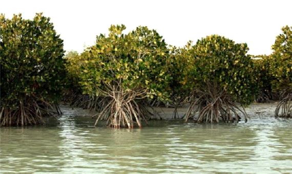 کاهش ورودی آب به خلیج‌فارس تهدیدی برای جنگل حراء