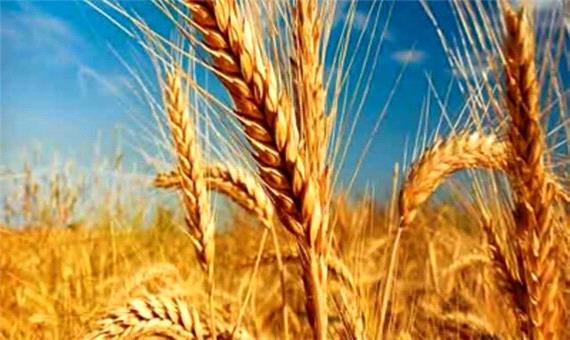 پیش‌بینی تولید 45 تن گندم در فسا