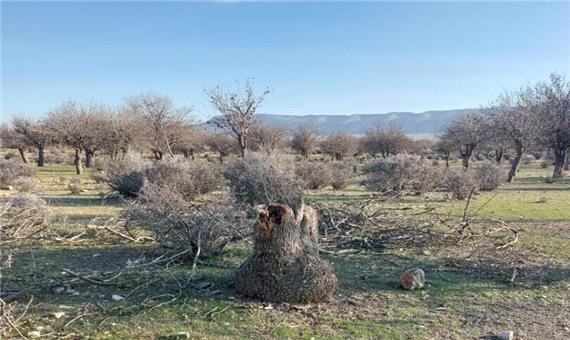 کارگروه دائمی برای جلوگیری از قطع درختان جنگلی شیراز تشکیل شود
