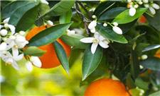 سوغات بهاری شیراز تهدیدی برای درختان نارنج