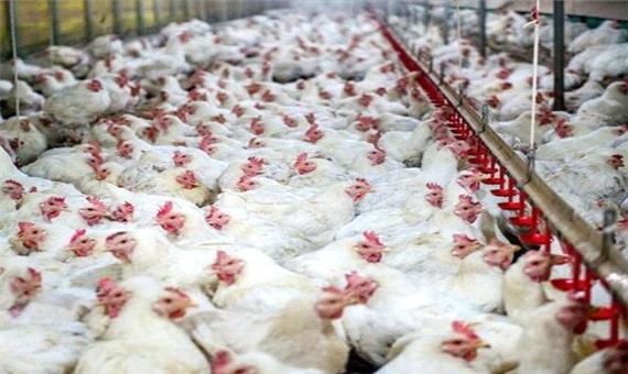تولید 3100 تن گوشت سفید در ارسنجان
