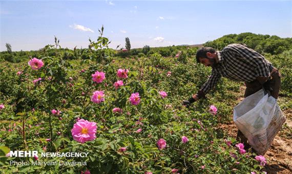 پیش بینی برداشت 6 هزار تن گل محمدی در داراب