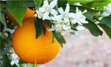 آغاز پویش بهار نارنج در شیراز