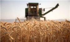 کاهش تولید گندم خُنج به دلیل خشکسالی
