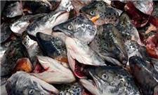 امحاء 6 تن ضایعات ماهی در شیراز