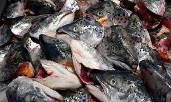 امحاء 6 تن ضایعات ماهی در شیراز