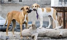 گازگرفتگی سگ‌ها در پردیس 330 درصد افزایش دارد/ «سگ گرگ‌های وحشی» خطری جدی برای ساکنان مسکن مهر