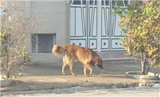کابوس جولان سگ‌های ولگرد/ طرح زنده‌گیری سگ‌های ولگرد در فیروزآباد اجرا می‌شود