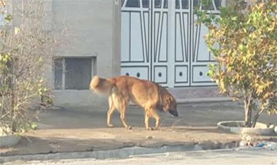 کابوس جولان سگ‌های ولگرد/ طرح زنده‌گیری سگ‌های ولگرد در فیروزآباد اجرا می‌شود