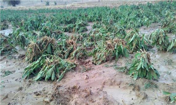 خسارت سیل اخیر به بخش کشاورزی آباده