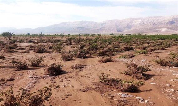 خسارت 297 میلیاردی سیل به بخش کشاورزی سرچهان فارس