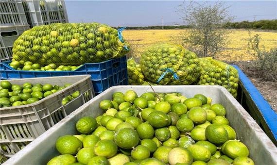 140 هزار تن لیمو ترش از باغات شهرستان جهرم امسال برداشت می‌شود