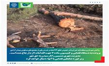 واکنش شهرداری منطقه 5 به خبر قطع 74 اصله درخت