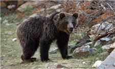 بررسی وضعیت زیستی خرس قهوه‌ای در کازرون