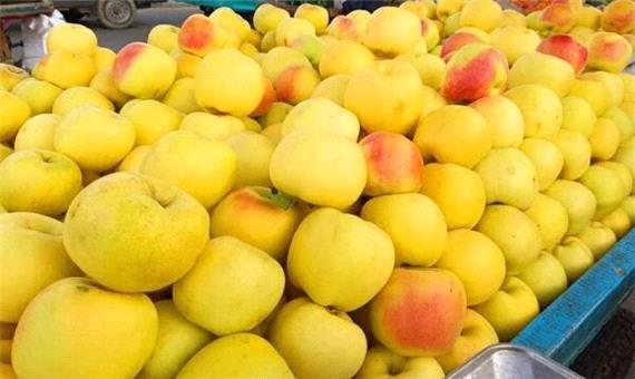 برداشت حدود 200 هزار تن «سیب» از باغ های سپیدان