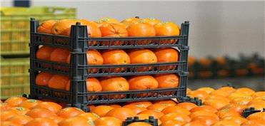 کاهش قیمت‌ها در پی توزیع میوه تنظیم بازار در فارس