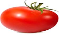 پیش بینی برداشت 176 هزار تن گوجه فرنگی در کازرون