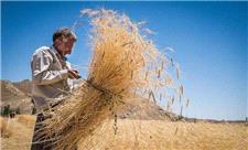 خودکفایی در تولید غلات و شکستن رکود خرید گندم در استان فارس