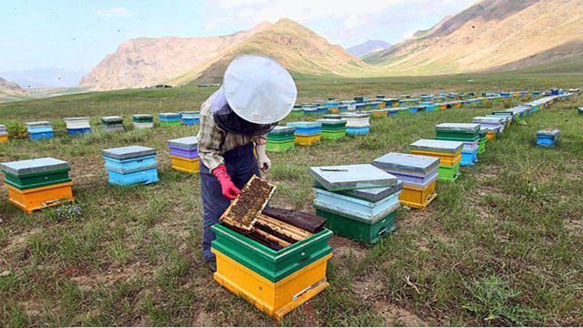 شمارش یک میلیون و صد هزار کلونی زنبور در فارس