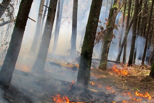 کاهش 97 درصدی آتش سوزی در منابع طبیعی استان فارس