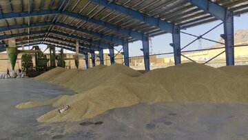 توزیع بذر گواهی‌شده گندم و جو بین کشاورزان استهبانی