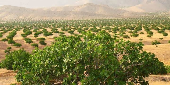 پیام فارس