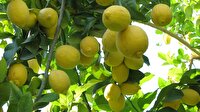 صادرات بیش از ۲ هزار تن لیمو لیسبون جهرم به پنج کشور