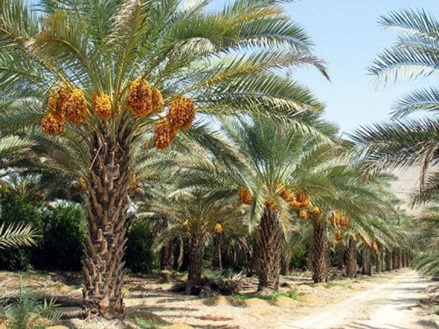 پیام فارس