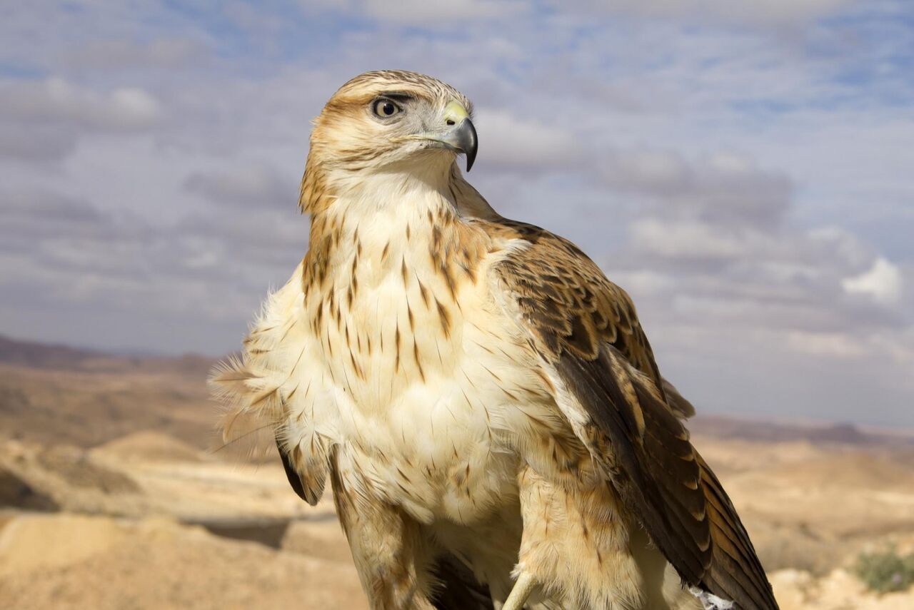 پیام فارس