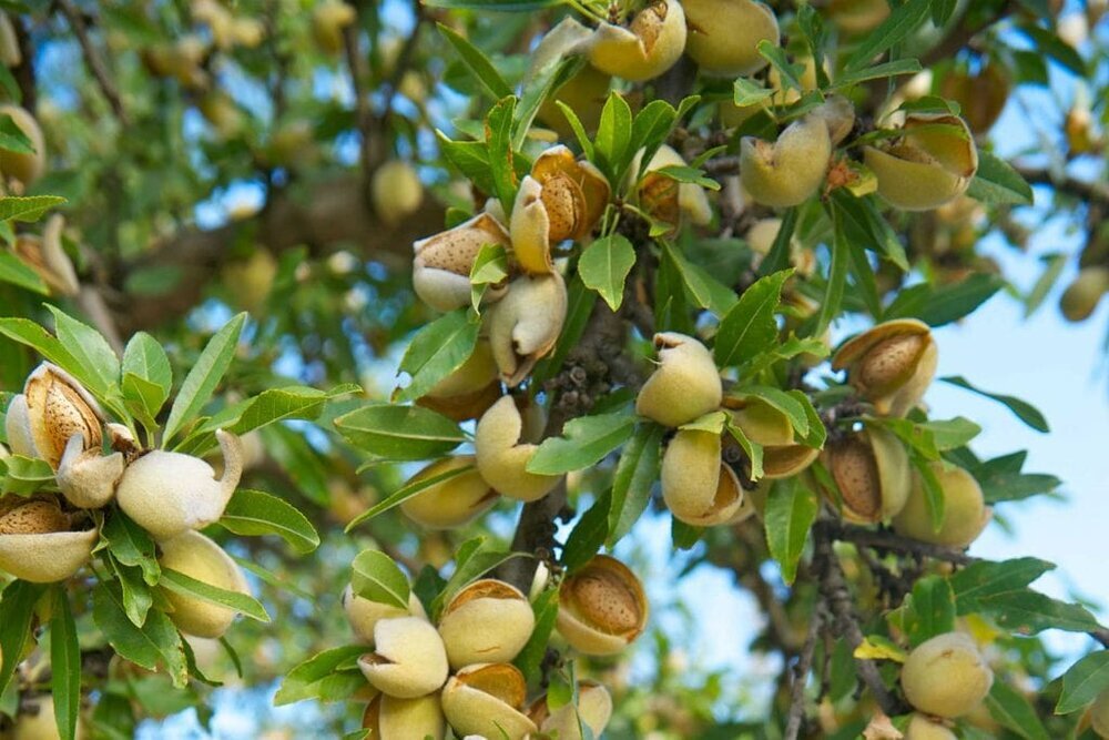 پیام فارس