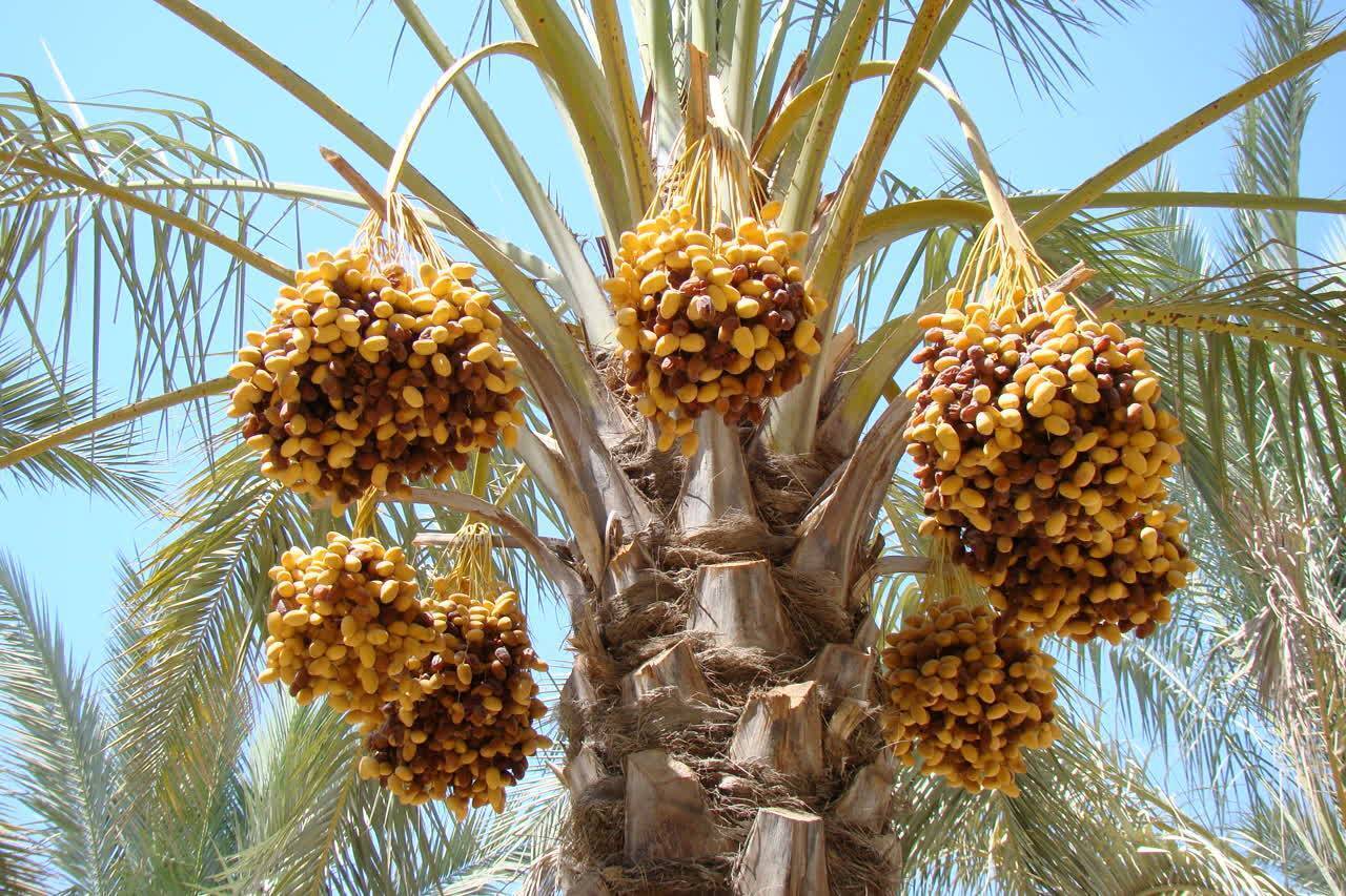 برداشت خارک و رطب نوبرانه در قیروکارزین آغاز شد