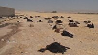 تلف شدن گوسفندان بر اثر آب آلوده در فسا