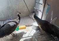 کشف ۲ طاووس هندی از یک شکارچی متخلف در قیروکارزین