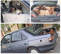 توقیف خودروی حامل احشام فاقد مجوز در لامرد