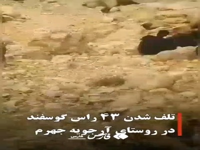 آب آلوده در جهرم ۴۳ رأس گوسفند را تلف کرد