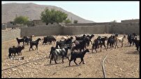 آغاز دومین اردوی جهادی دامپزشکی در جنوب فارس