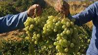 شهرستان ممسنی میزبان جشنواره انگور