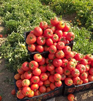 گوجه اقلید روانه بازار‌های خلیج فارس شد