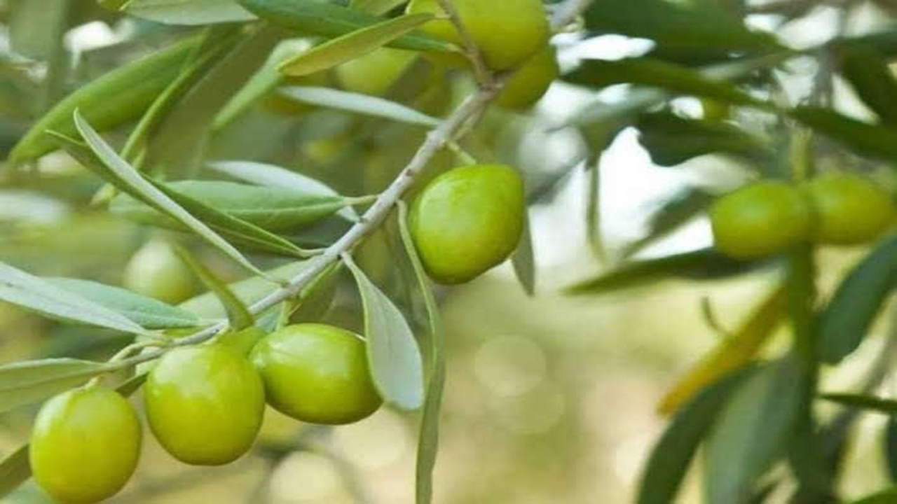 پیام فارس