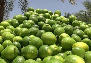 فارس، قطب تولید لیموترش در کشور