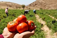 برداشت گوجه فرنگی از مزارع خفر